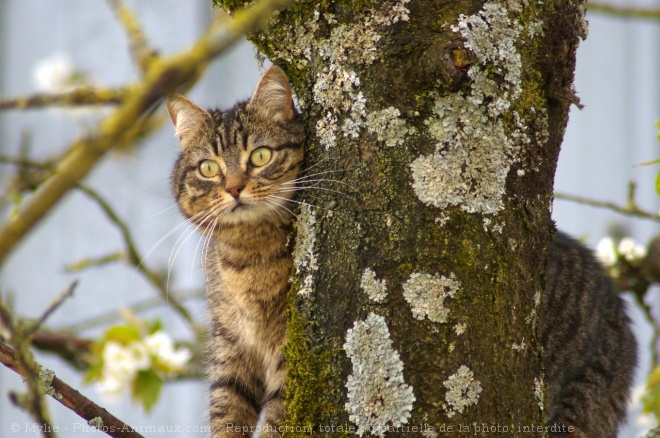 Photo de Chat domestique