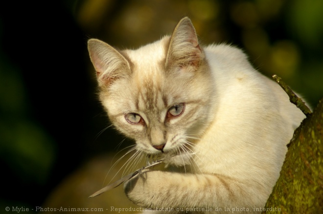 Photo de Chat domestique