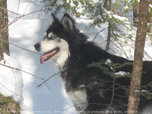 Photo de Husky siberien