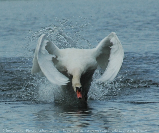 Photo de Cygne