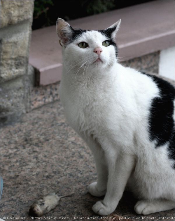 Photo de Chat domestique