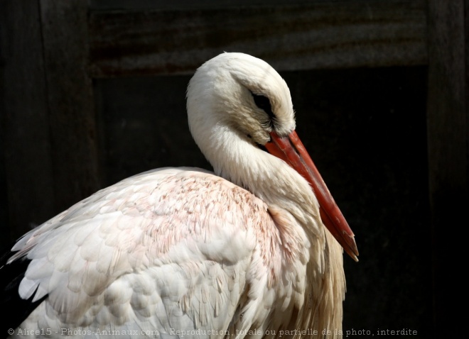 Photo de Cigogne