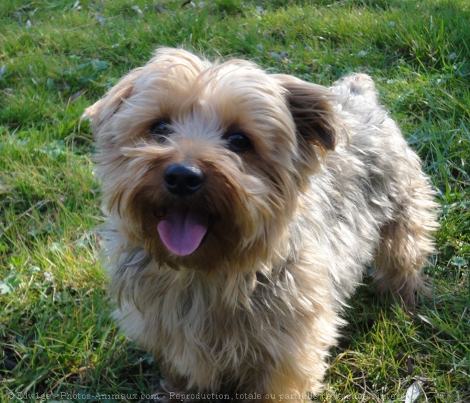 Photo de Norfolk terrier