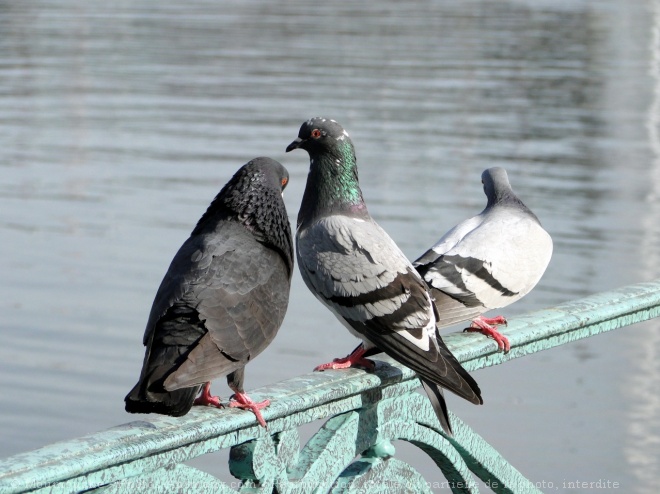 Photo de Pigeon