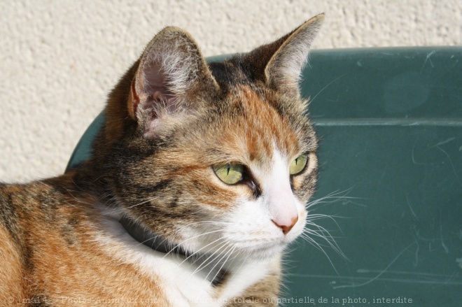 Photo de Chat domestique