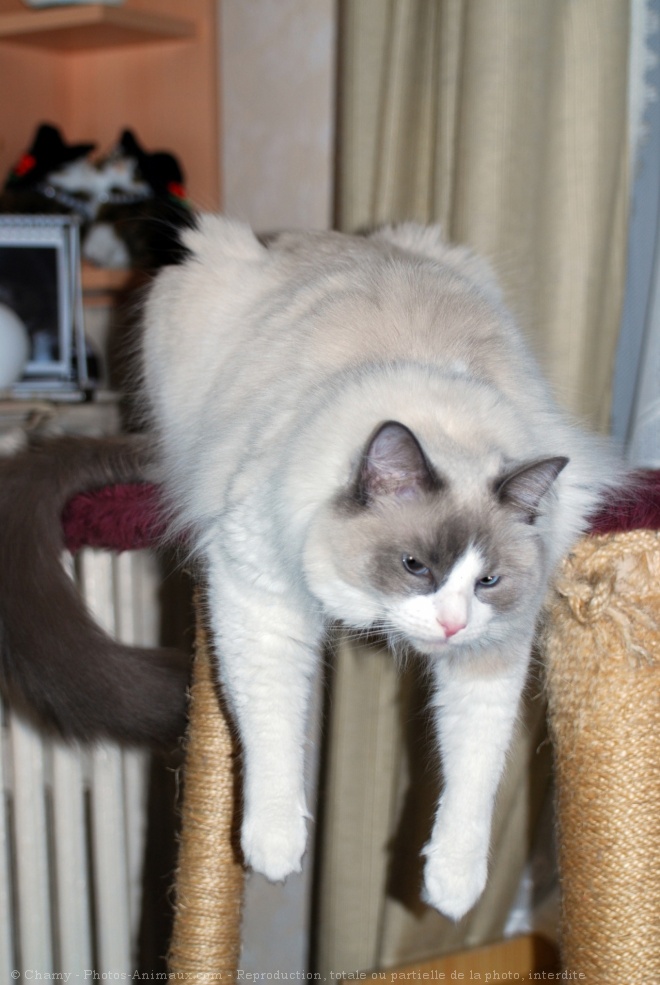 Photo de Ragdoll