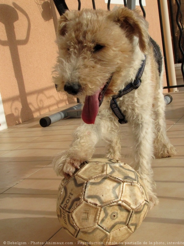 Photo de Fox terrier  poil dur