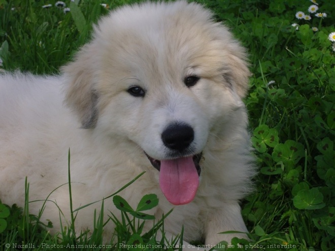 Photo de Chien de montagne des pyrnes