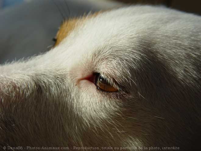 Photo de Jack russell terrier