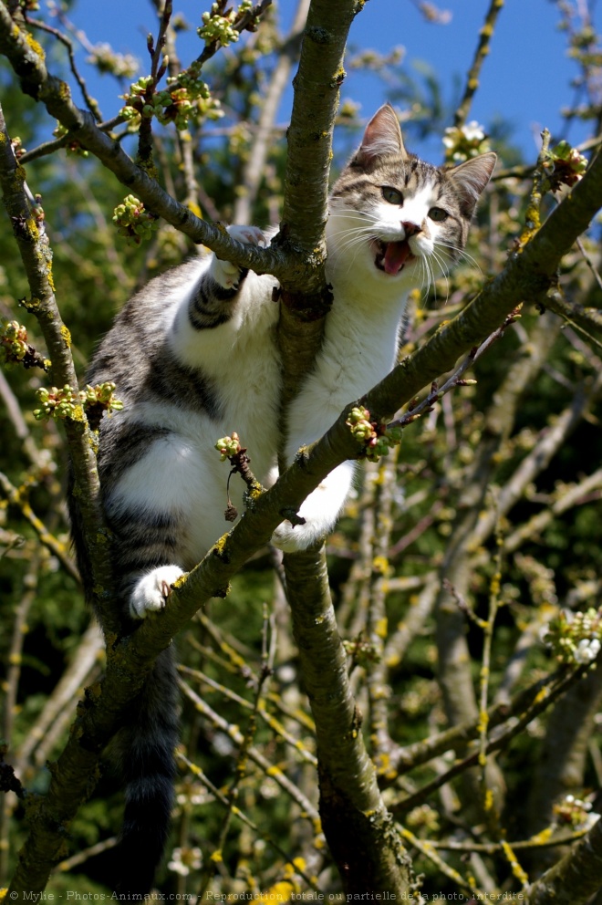 Photo de Chat domestique