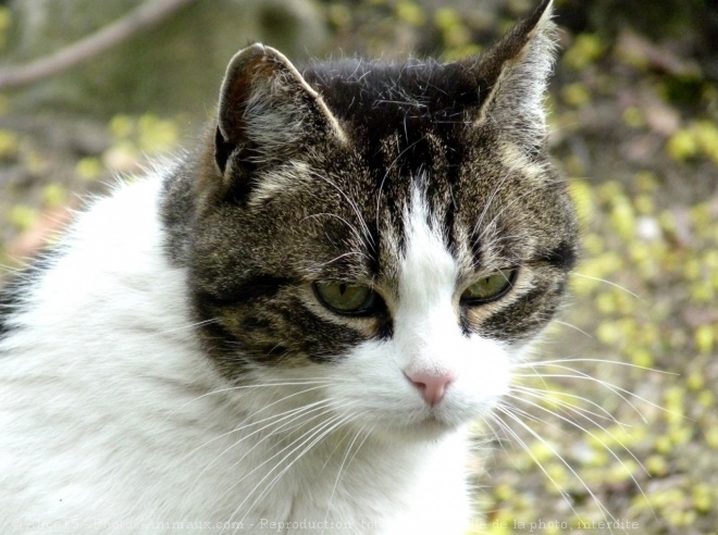 Photo de Chat domestique