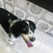 Photo d'English springer spaniel