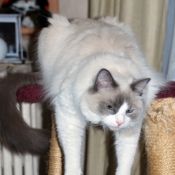 Photo de Ragdoll