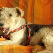 Photo de Fox terrier  poil dur