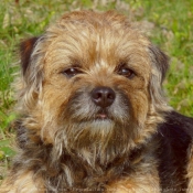 Photo de Border terrier