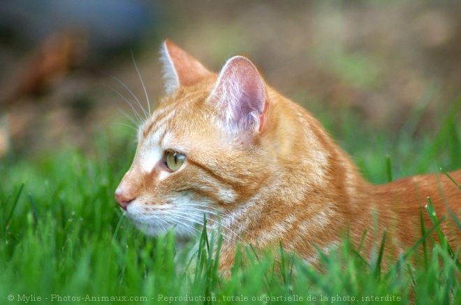 Photo de Chat domestique