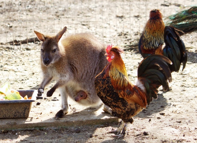 Photo de Wallaby