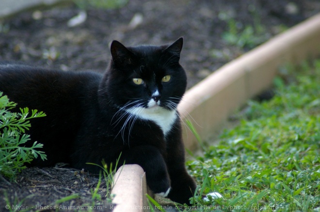 Photo de Chat domestique