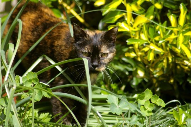 Photo de Chat domestique