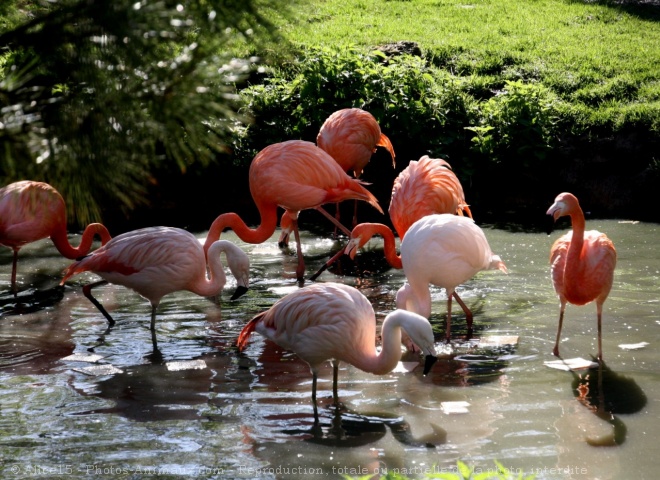 Photo de Flamand rose