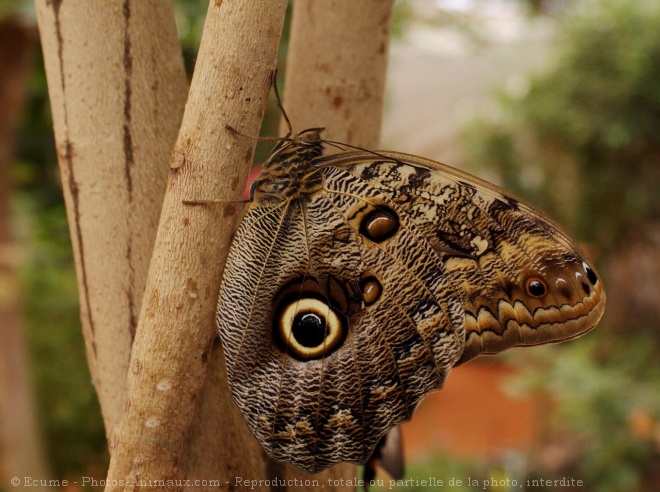 Photo de Papillon - hibou