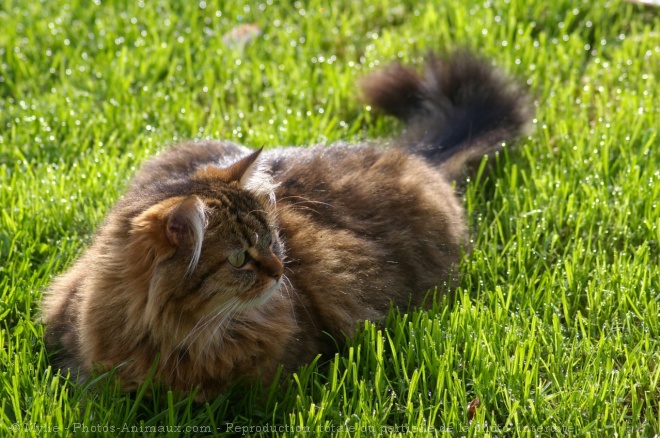 Photo de Chat domestique