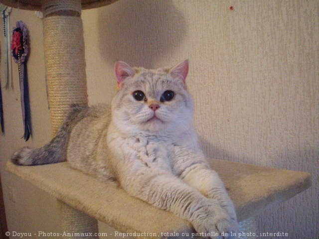 Photo de British shorthair