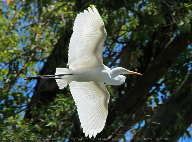 Photo d'Aigrette