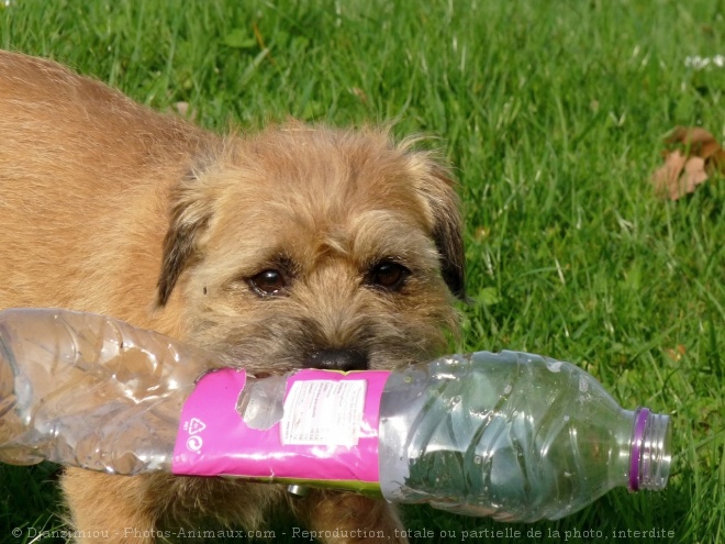 Photo de Border terrier