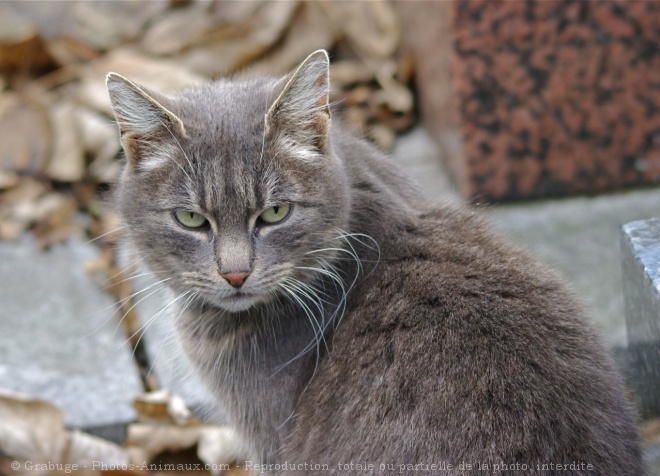 Photo de Chat domestique