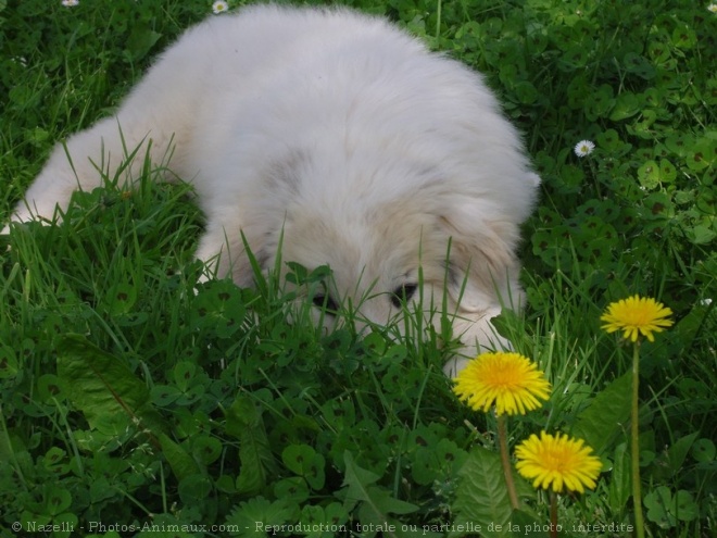 Photo de Chien de montagne des pyrnes