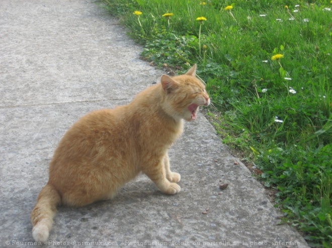 Photo de Chat domestique