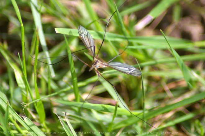 Photo de Moustique