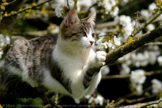 Photo de Chat domestique