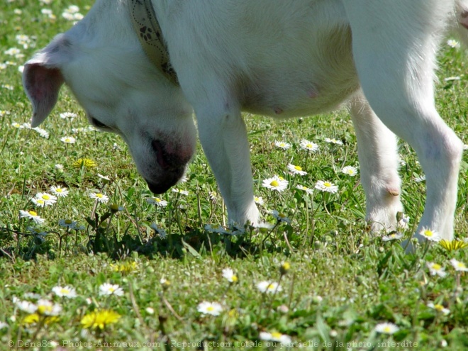 Photo de Jack russell terrier