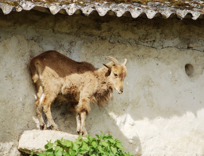 Photo de Mouflon