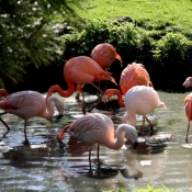 Photo de Flamand rose