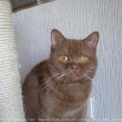 Photo de British shorthair