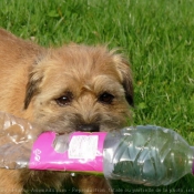 Photo de Border terrier