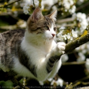 Photo de Chat domestique