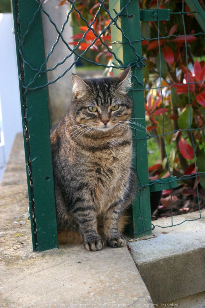 Photo de Chat domestique