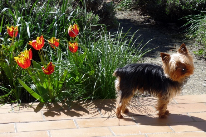 Photo de Yorkshire terrier