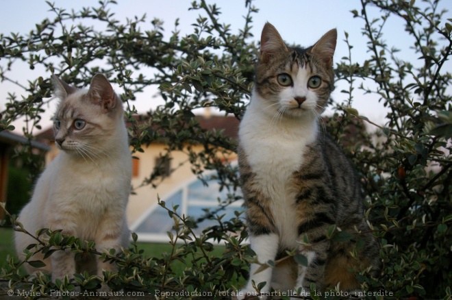 Photo de Chat domestique