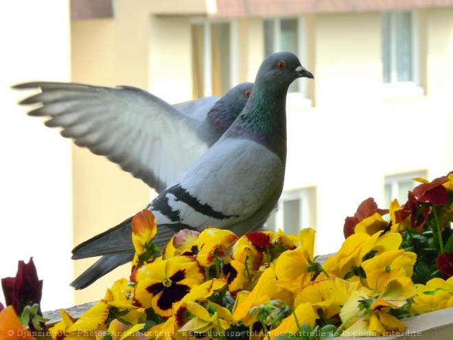 Photo de Pigeon