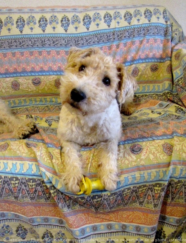 Photo de Fox terrier  poil dur