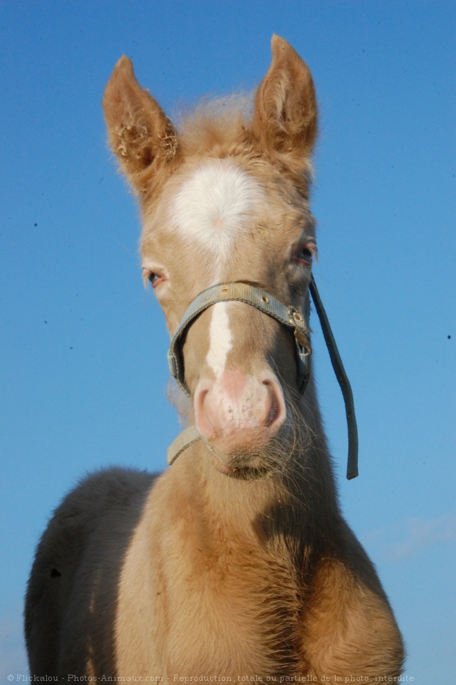 Photo de Poney franais de selle