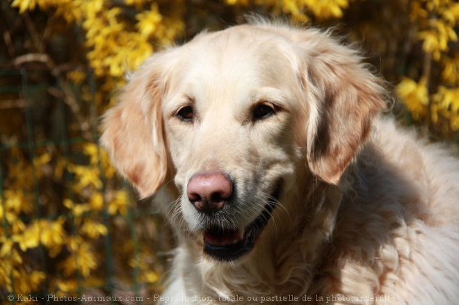 Photo de Golden retriever