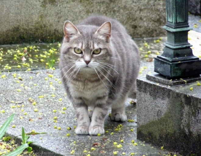 Photo de Chat domestique