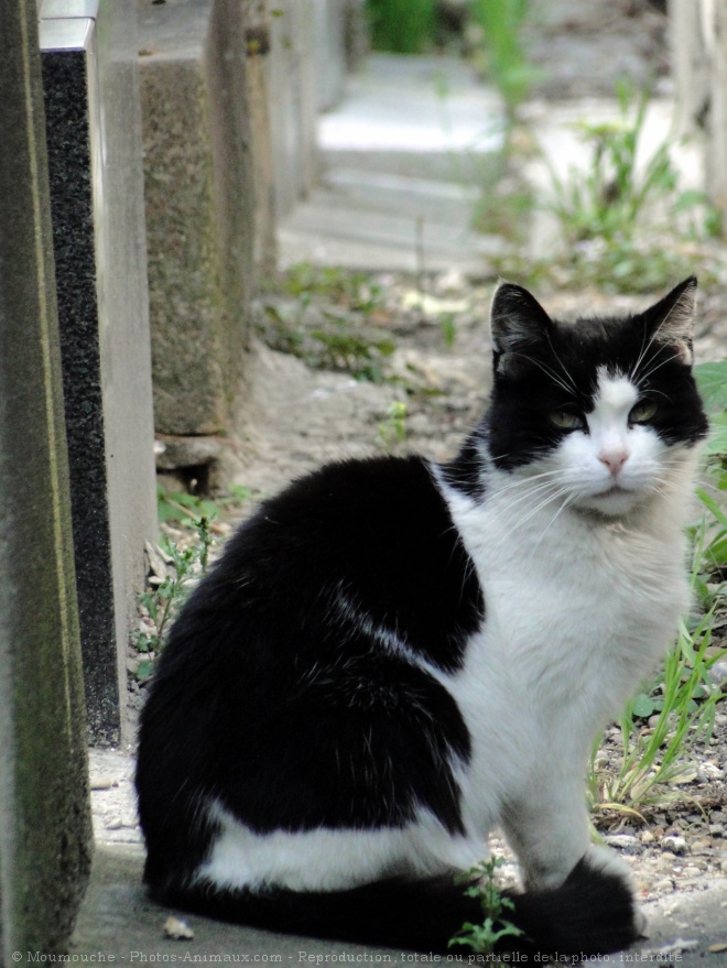 Photo de Chat domestique