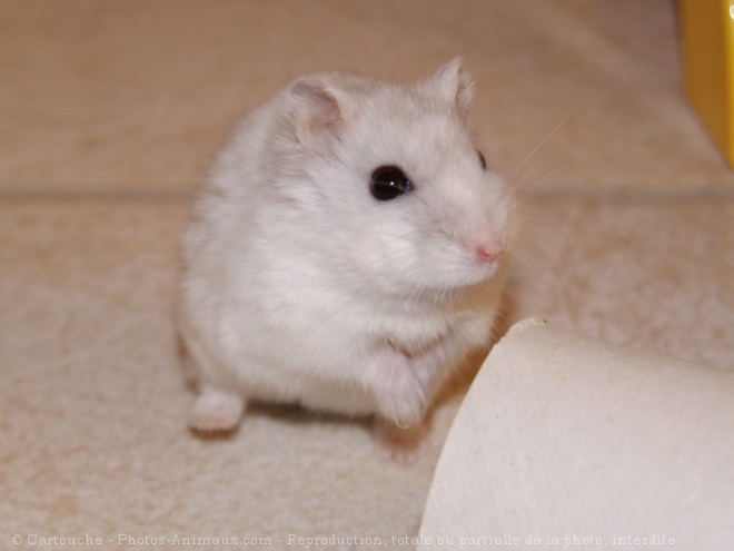 Photo de Hamster